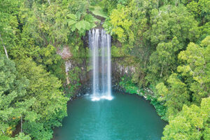 Rainforest