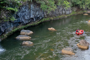 Daintree Rainforest / Cape Tribulation Tour